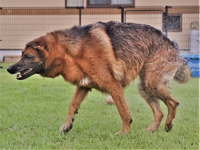 DOG FIGHT